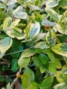 A branch of a shrub with yellow-green leaves and ladybugs on them Royalty Free Stock Photo