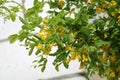 Branch of Siberian peashrub Caragana arborescens with green leaves and yellow flowers Royalty Free Stock Photo