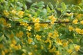 Branch of Siberian peashrub Caragana arborescens with green leaves and yellow flowers