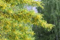 Branch of Siberian peashrub Caragana arborescens with green leaves and yellow flowers