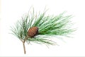 Branch of the Siberian pine with cone Royalty Free Stock Photo