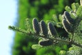 Silver fir cones on branch, Abies alba