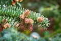 Branch of a silver fir full of pollen that can blow away Royalty Free Stock Photo