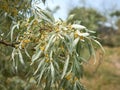 Branch of silver goof with yellow flowers and green leaves