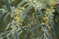 Branch of silver goof with yellow flowers and green leaves