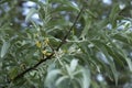 Branch of silver goof with yellow flowers and green leaves