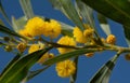 A branch of silver wattle with yellow flowers. The sky is blue. Green leaves grow next to the flowers Royalty Free Stock Photo