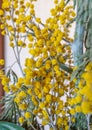 Branch of silvergreen wattle acacia