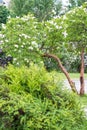 A branch of sirens on a tree in a garden, park.