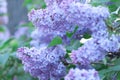 A branch of sirens on a tree in a park. Beautifull flowers of lilac. Blossom background.