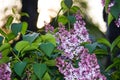 A branch of sirens on a tree in a park. Beautifull flowers of lilac tree at spring. Background.