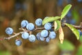 Branch of sloes Royalty Free Stock Photo