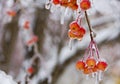 Branch with small apples, ice-covered