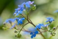 Branch small blue flowers spring blooming outdoor