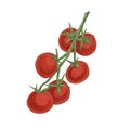 Branch of small cherry tomatoes. Bunch of fresh ripe vegetables growing on stalk. Twig of red ripened fruits. Realistic