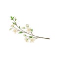 Branch with small fresh flowers and green leaves. Twig of apple tree. Nature theme. Detailed flat vector icon