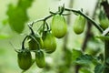 A branch of small green cherry tomatoes in a greenhouse Royalty Free Stock Photo