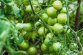 A branch of small green cherry tomatoes in a greenhouse Royalty Free Stock Photo