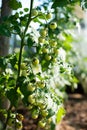 ? branch of small green cherry tomatoes Royalty Free Stock Photo