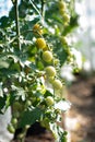 a branch of small unripe green cherry tomatoes Royalty Free Stock Photo