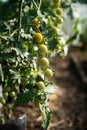 a branch of small unripe green cherry tomatoes Royalty Free Stock Photo