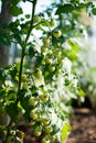 a branch of small unripe green cherry tomatoes Royalty Free Stock Photo
