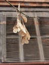 A branch with small-leaved linden seeds - the Latin name is Tilia cordata Royalty Free Stock Photo