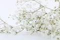 Branch small lovely white flowers background