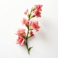 Minimalist Mori Kei Style: Pink Snapdragon Flower On White Background