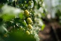 a branch of small unripe green cherry tomatoes Royalty Free Stock Photo