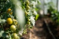 a branch of small unripe green cherry tomatoes Royalty Free Stock Photo