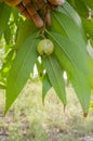 Single Unripe Rose Apples On Tree