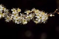 A branch with small white flowers protrudes laterally into the picture against a dark background Royalty Free Stock Photo