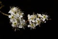 A branch with small white flowers protrudes laterally into the picture against a dark background Royalty Free Stock Photo