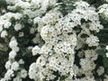 A branch with small white spirea inflorescences hangs against the background of other similar inflorescences. Royalty Free Stock Photo