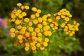 Branch with small yellow flowers tansy.