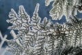 Branch of a snow-covered coniferous tree.