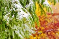 Branch with snow