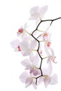 Branch of snow orchids isolated Royalty Free Stock Photo