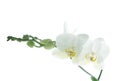 Branch of snow orchids isolated on white Royalty Free Stock Photo