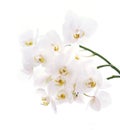 Branch of snow white orchids isolated on white. Royalty Free Stock Photo