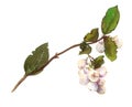 Branch of snowberry - stem, leaves, berries. Watercolor illustration