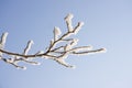 Branch of the snowy tree