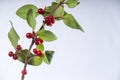 Soapberry Branch Shepherdia canadensis Royalty Free Stock Photo