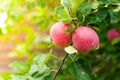 Branch with some red apples on tree. Warm sun rays Royalty Free Stock Photo