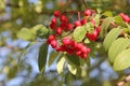 Branch of sorbus aucuparia tree with red berries and green leaves in the background of blue sky in autumn in Lithuania Royalty Free Stock Photo