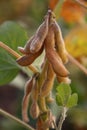 Branch of soy-bean pods Royalty Free Stock Photo