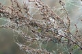 Branch with spider cobweb and dew drops