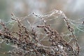 Branch with spider cobweb and dew drops