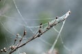 Branch with spider cobweb